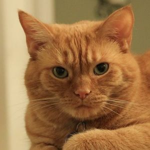 Meet your Posher, Annie